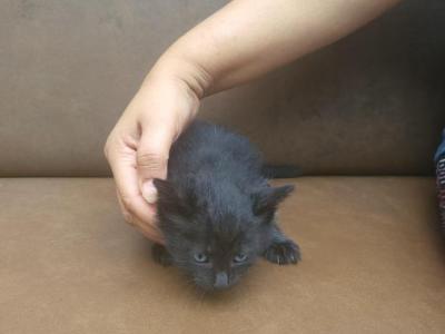 Kitty 4 - Domestic - Gallery Photo #1