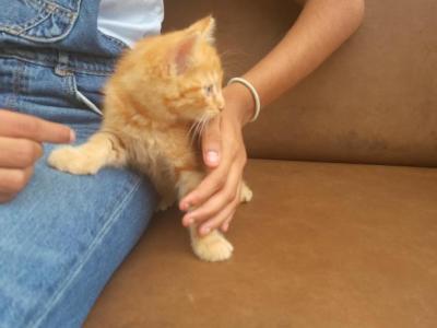 Kitty 5 - Domestic - Gallery Photo #1