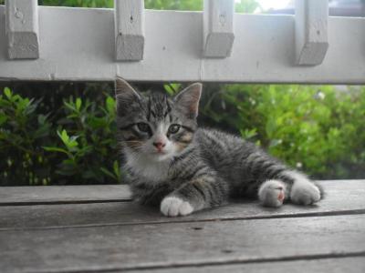 Noah - Domestic - Gallery Photo #1
