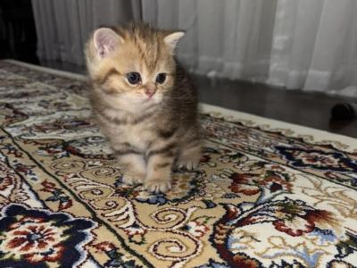 British Shorthair Male Kitten - British Shorthair - Gallery Photo #1