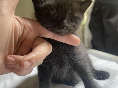 Salem - Domestic - Gallery Photo #1