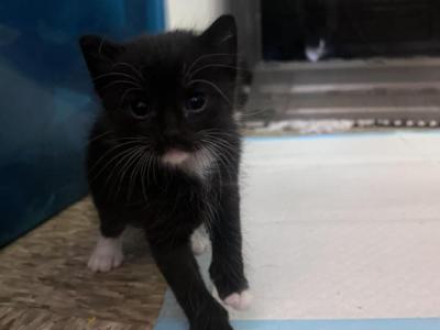 Tux - Domestic - Gallery Photo #1