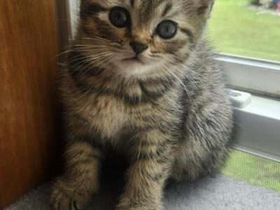 Scottish Fold Kittens - Scottish Fold - Gallery Photo #1