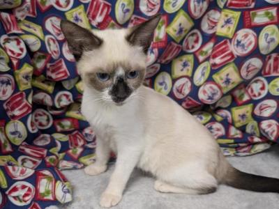 Masked Bandit Boy - Siamese - Gallery Photo #1