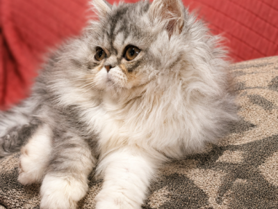 Cookie's Babies - Persian - Gallery Photo #1