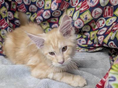 Red Silver - Maine Coon - Gallery Photo #1