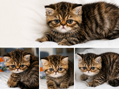 Exotic Litter - Exotic - Gallery Photo #1