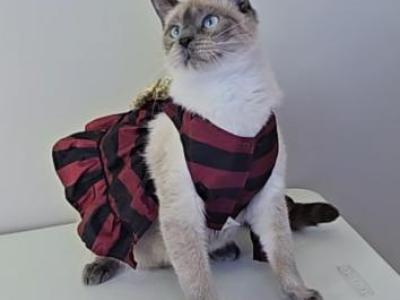 Tokyo - Siamese - Gallery Photo #1