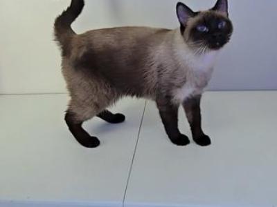 Lyla Lou - Siamese - Gallery Photo #1