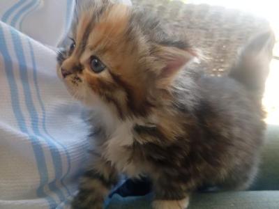 Titania - Siberian - Gallery Photo #1