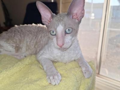 Maurice - Cornish Rex - Gallery Photo #1