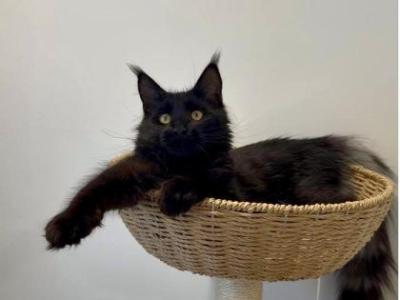 Lucifer - Maine Coon - Gallery Photo #1