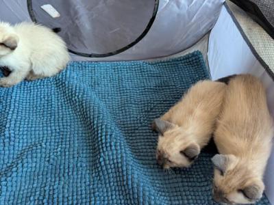 Thai Kittens Ready Now - Siamese - Gallery Photo #1