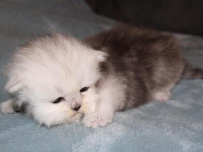 CFA Shaded Silver Female Persian - Persian - Gallery Photo #1