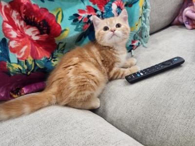 Pearch Blossom Selkirk Straight - Selkirk Rex - Gallery Photo #1