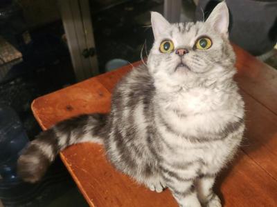 Selkirk Rex Female - Selkirk Rex - Gallery Photo #1