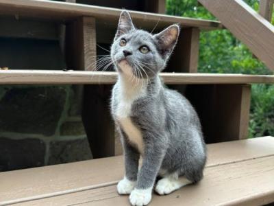 American Bobtail Girl - American Bobtail - Gallery Photo #1