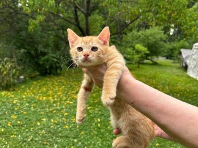 Red Boy American Bobtail - American Bobtail - Gallery Photo #1