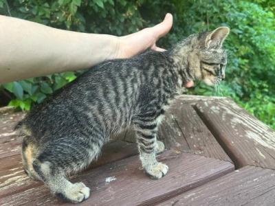 Bobtail Girl - American Bobtail - Gallery Photo #1