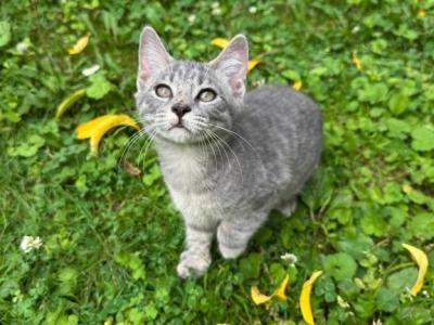 Bobtail Girl Fluffy Kittens - American Bobtail - Gallery Photo #1