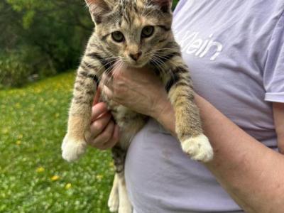 Bobtail Purebred - American Bobtail - Gallery Photo #1