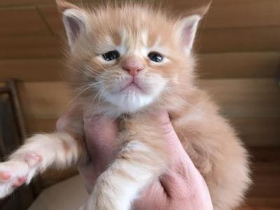 Luna - Maine Coon - Gallery Photo #1
