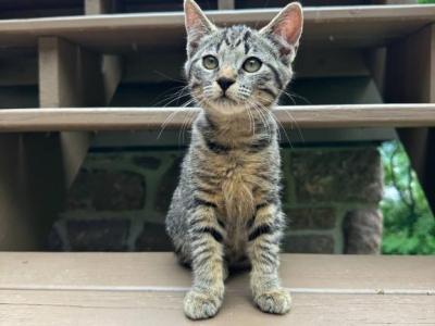 Bob Tail American Bobtail Girl - American Bobtail - Gallery Photo #1
