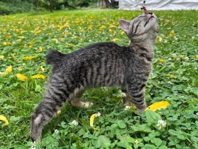 Bob Tail American Bobtail Girl - American Bobtail - Gallery Photo #1