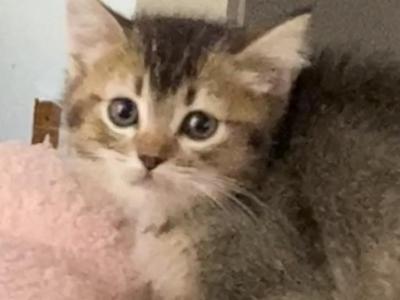 Ticked Tabby Short Legged Boy - Munchkin - Gallery Photo #1