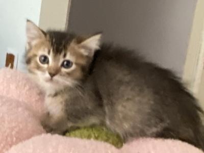Ticked Tabby Short Legged - Ragamuffin - Gallery Photo #1