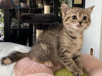Torbie And White Girl - Domestic - Gallery Photo #1