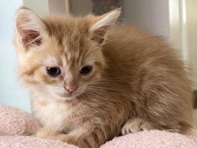 Red Tabby Boy - Domestic - Gallery Photo #1