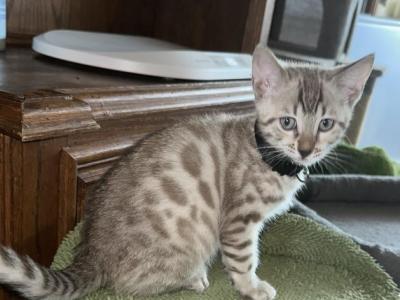 Drew Black Collar - Bengal - Gallery Photo #1