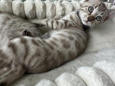 Drew Black Collar - Bengal - Gallery Photo #1