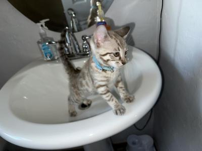 Kyndle Turquoise Collar - Bengal - Gallery Photo #1