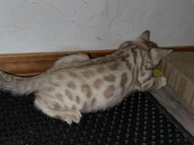 Asia Coral Collar - Bengal - Gallery Photo #1