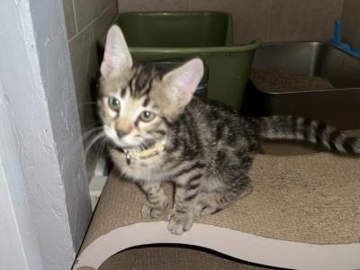 Landon Tan Collar - Bengal - Gallery Photo #1