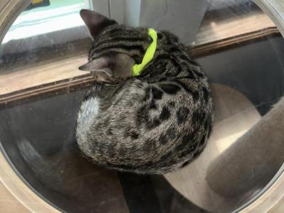 Violet Green Collar - Bengal - Gallery Photo #1