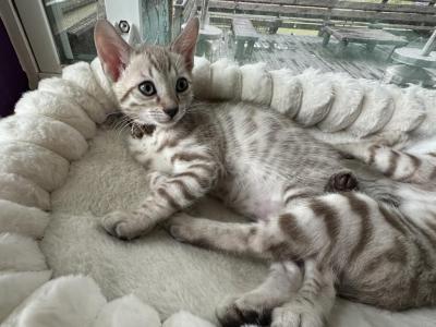 Ty Brown Collar - Bengal - Gallery Photo #1