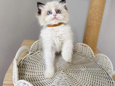Tofu - Ragdoll - Gallery Photo #1