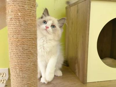 Lina - Ragdoll - Gallery Photo #1