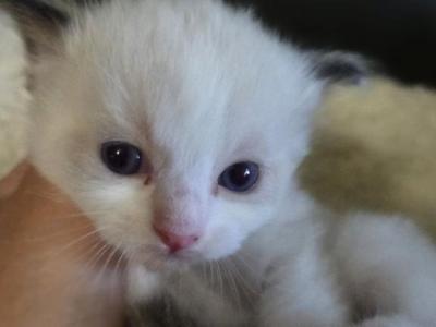 RESERVED Silva - Ragdoll - Gallery Photo #1
