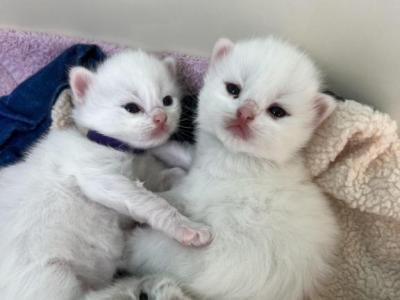 Brooklyn And Dakotas Loving Babies - Ragdoll - Gallery Photo #1