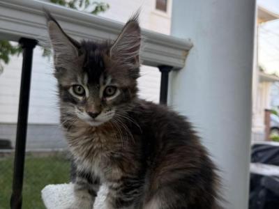 Fanta - Maine Coon - Gallery Photo #1