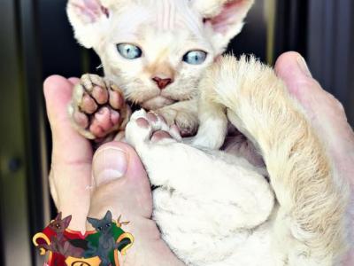 Uno - Devon Rex - Gallery Photo #1