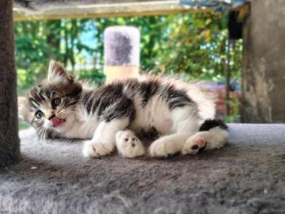 Lola - Domestic - Gallery Photo #1