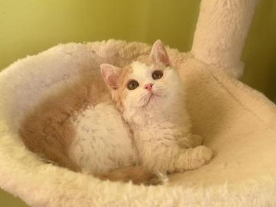 MK027 - Munchkin - Gallery Photo #1