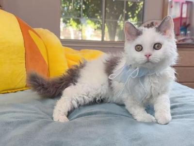SK021 - Selkirk Rex - Gallery Photo #1