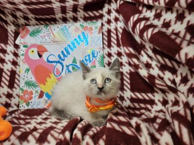 Lavender 1 Female - Siamese - Gallery Photo #1