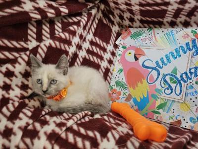 Lavender 1 Female - Siamese - Gallery Photo #1